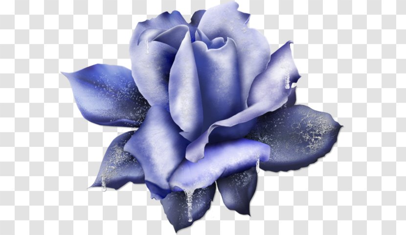 Blue Rose Clip Art - Garden Roses Transparent PNG