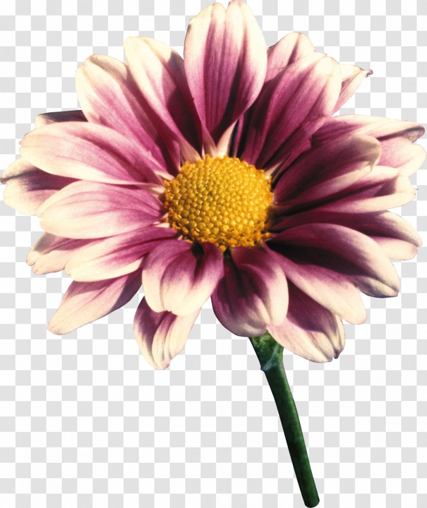 Transvaal Daisy Cut Flowers Violet Family - Gerbera Transparent PNG
