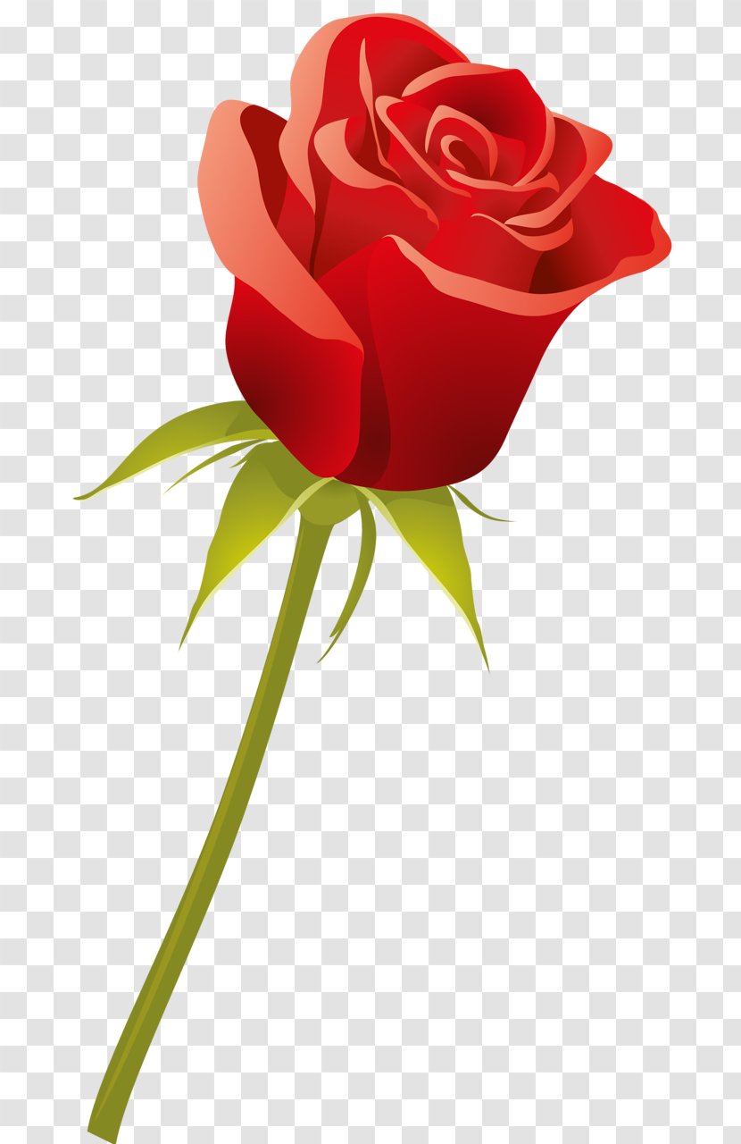 Garden Roses Cut Flowers Red - Rose Transparent PNG