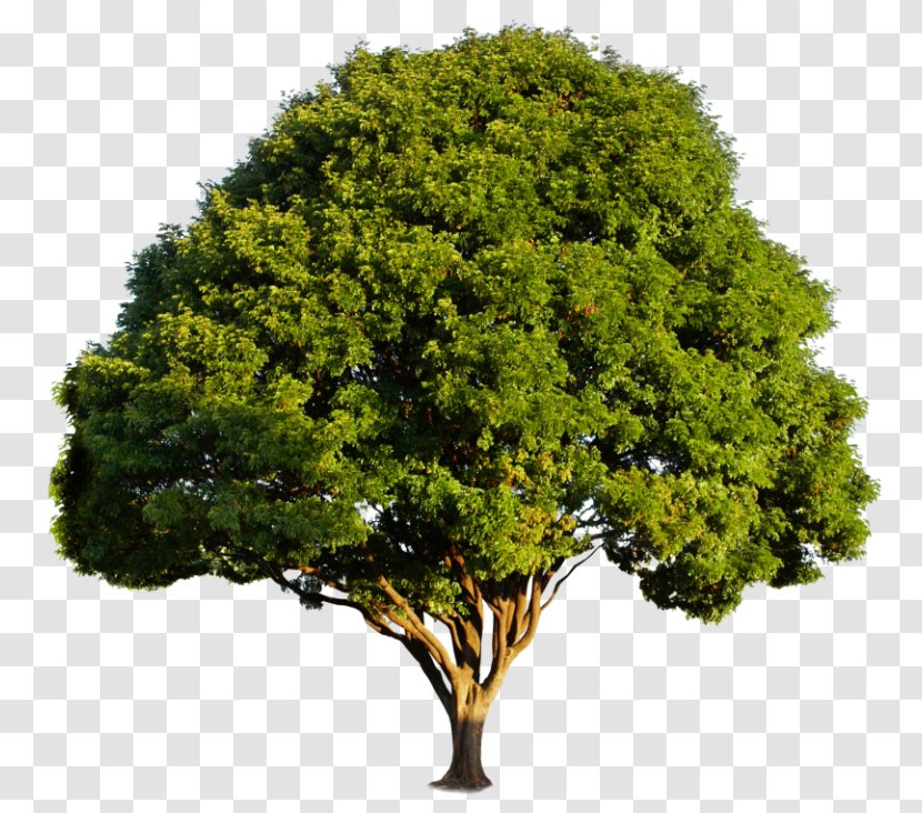 Wood-plastic Composite Tree Material Polymer - Thermoplastic Transparent PNG