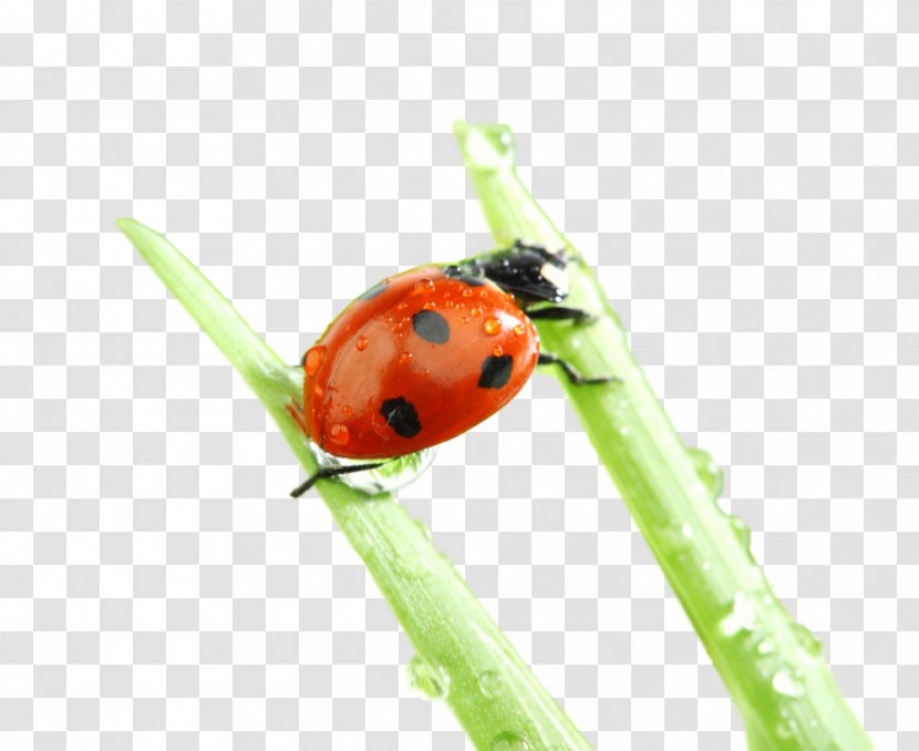 Ladybird Beetle Desktop Wallpaper Nature Macro Photography - Pest Transparent PNG