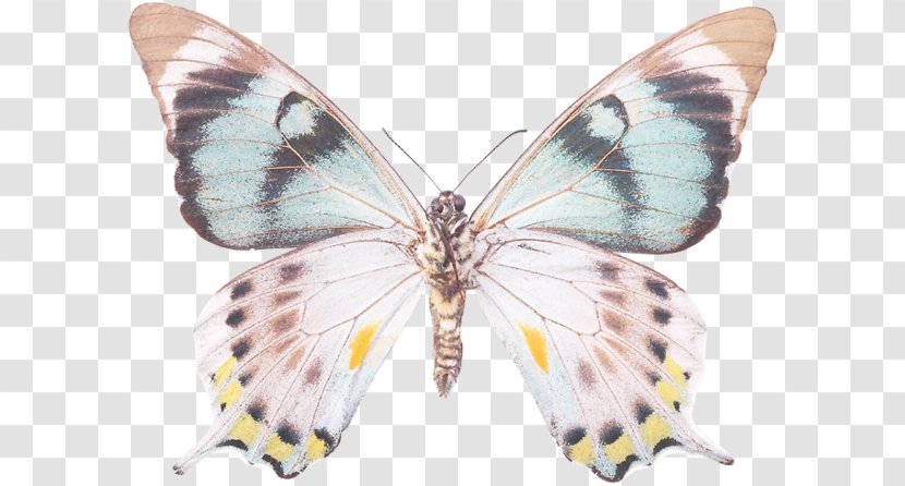 Brush-footed Butterflies Gossamer-winged Pieridae Butterfly Silkworm - Drawing Transparent PNG