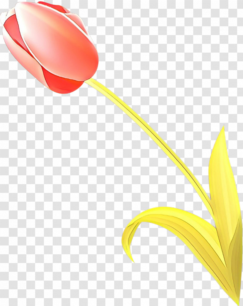 Yellow Tulip Flower Plant Lily Family Transparent PNG