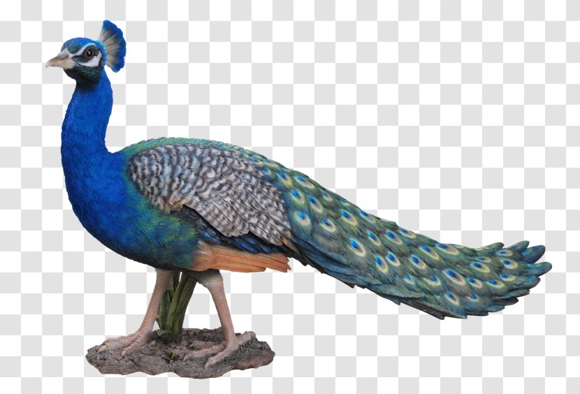 Bird Pavo Ornament Art Dog - Wc Transparent PNG