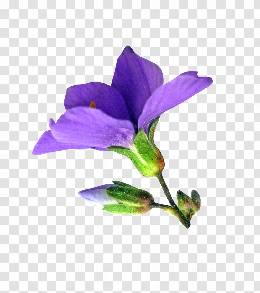 Plant Stem - Viola Transparent PNG