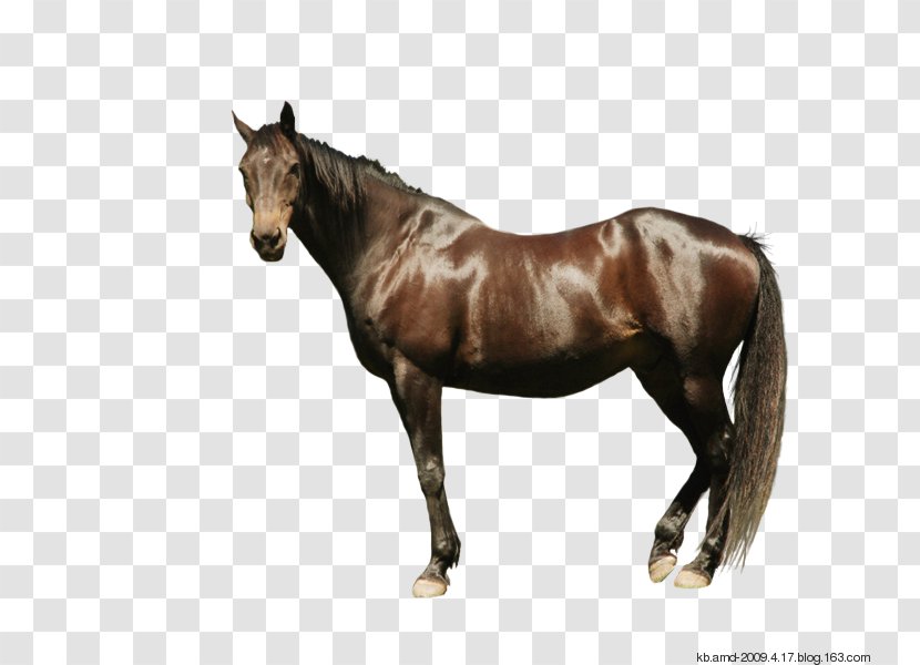 Andalusian Horse Thoroughbred Stock Photography Gallop Drawing - Saddle - Eh Transparent PNG