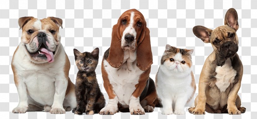 Pet Sitting Dog Cat Beechwood Veterinary Clinic - Grooming - Dogs And Cats Transparent PNG