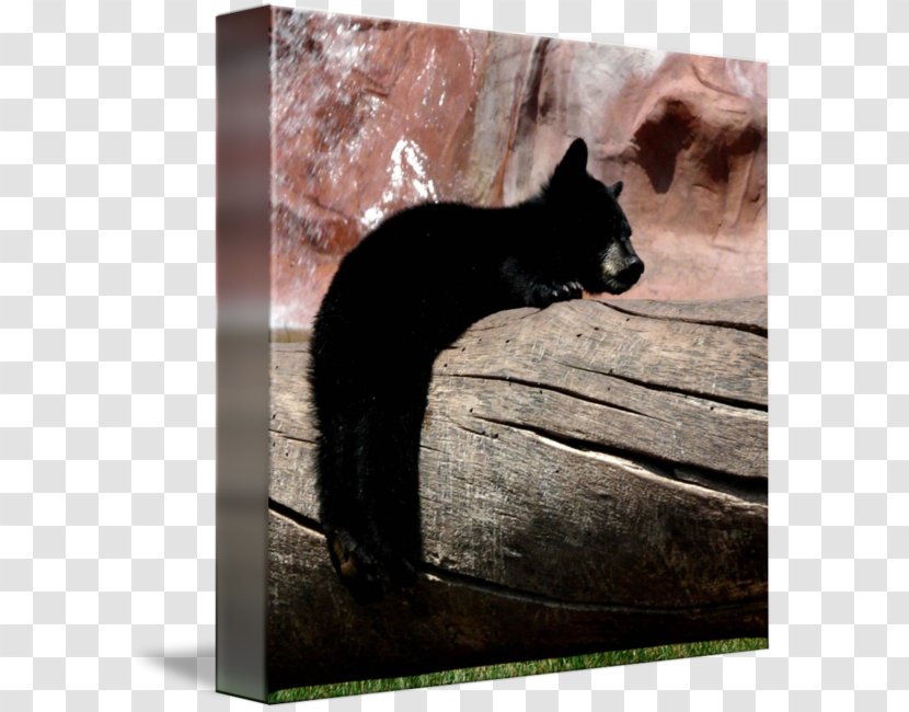 Bear Cat Snout Wildlife - Black - Hang In There Transparent PNG