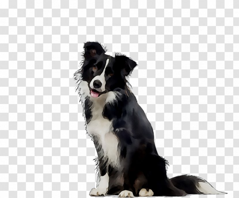 Border Collie Rough Dog Breed Stock Photography Royalty-free - Vertebrate - Book Transparent PNG