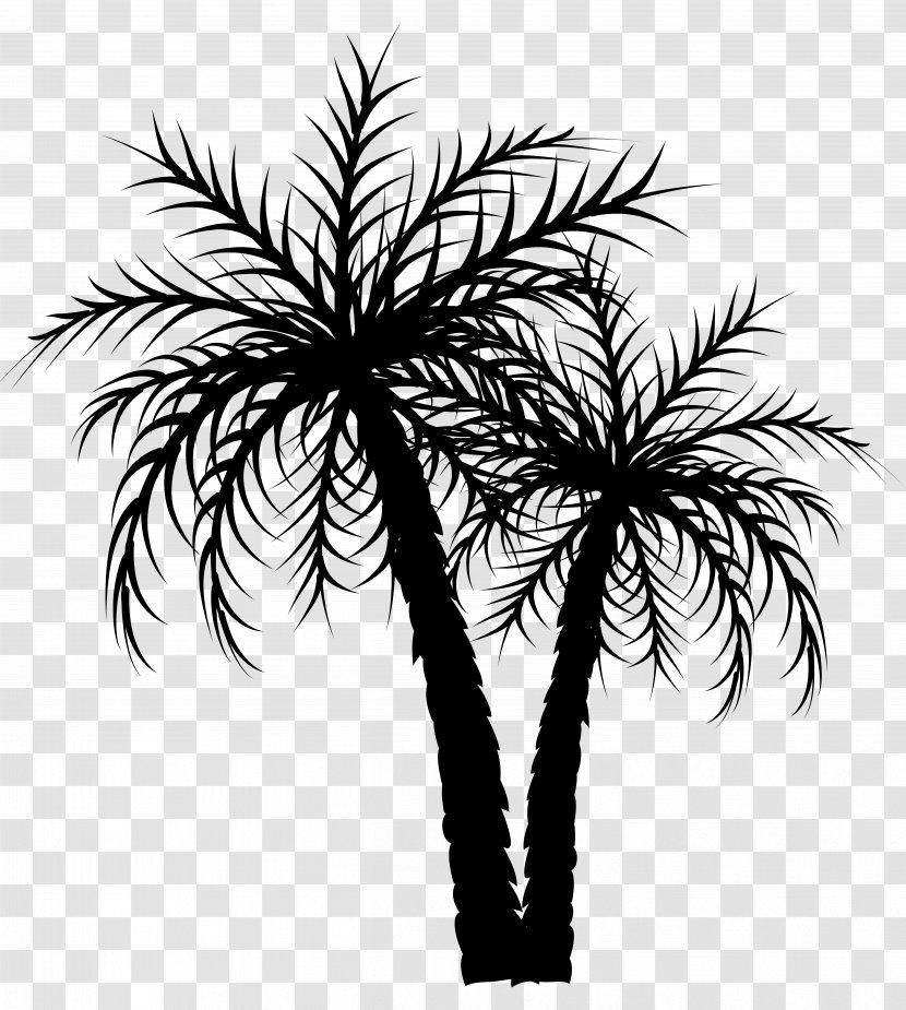 Asian Palmyra Palm Trees Date Coconut Image - Plant - Woody Transparent PNG