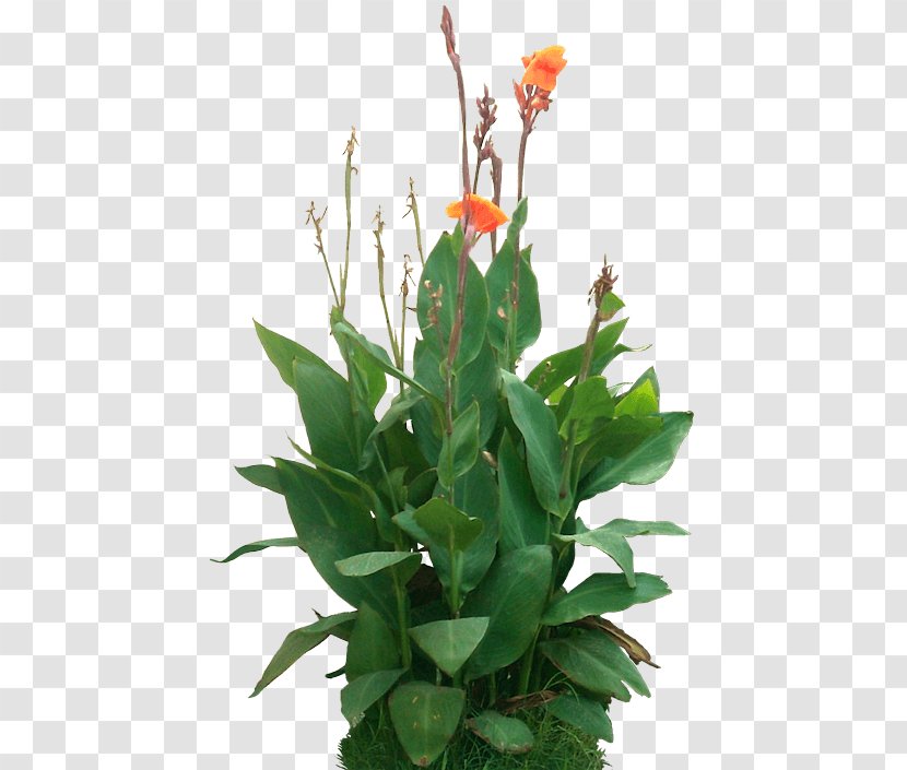 Canna Indica Plant Rendering Transparent PNG