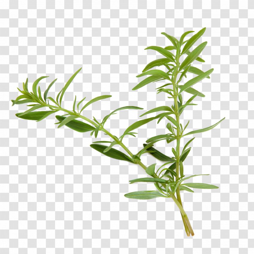 Hyssop Plant Herb Agastache Foeniculum Common Wormwood - Tarragon - Herbs Transparent PNG