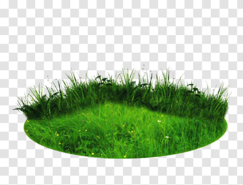 Grass Green Lawn Plant Grass Family Transparent PNG