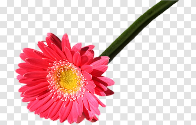 Transvaal Daisy Fototapet Internet Chrysanthemum Cut Flowers Transparent PNG