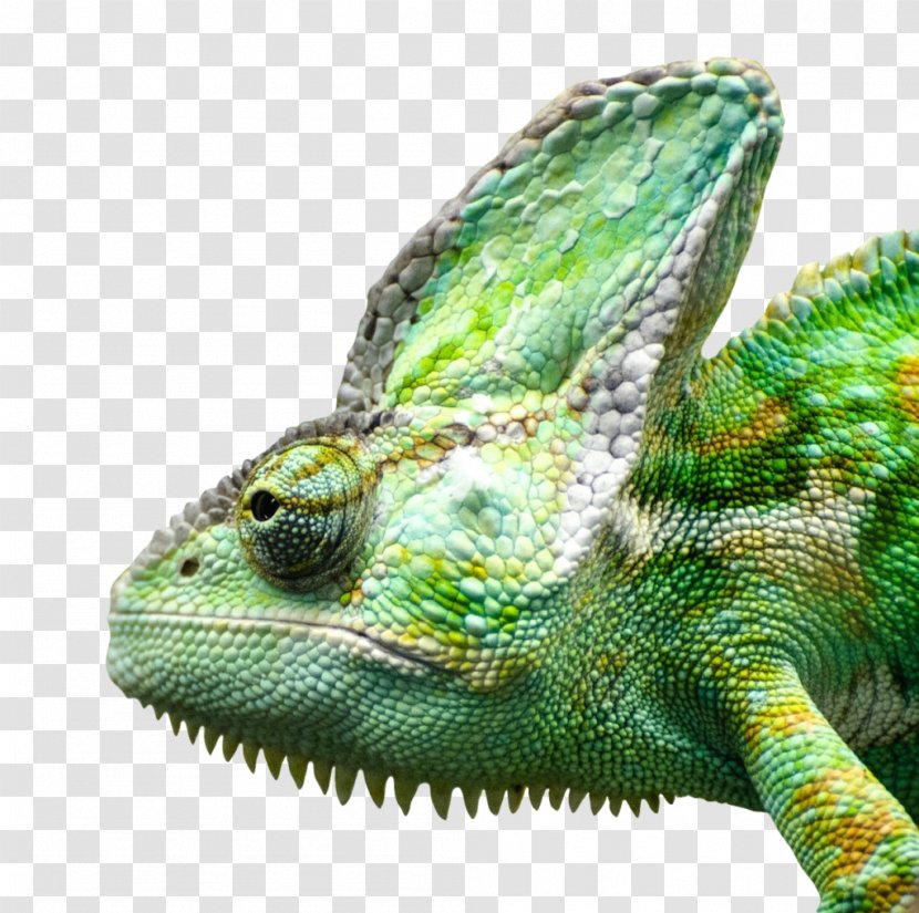 Lizard Reptile Green Iguana - African Chameleon Transparent PNG