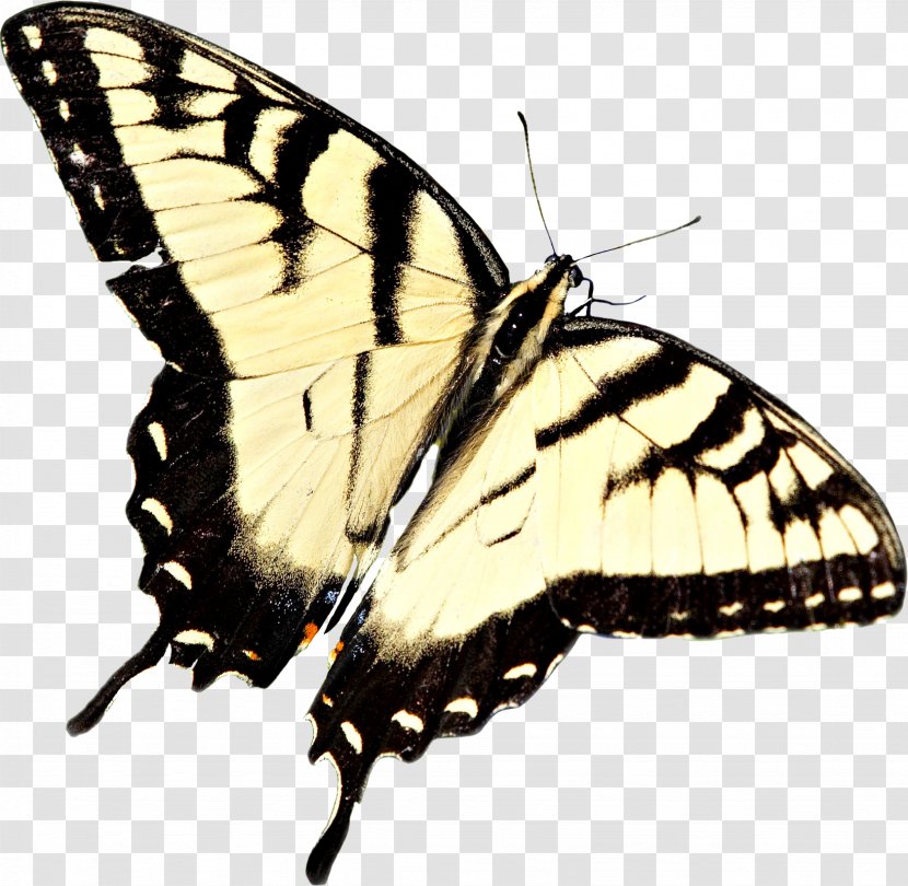 Monarch Butterfly Moth Insect Clip Art - Wing Transparent PNG