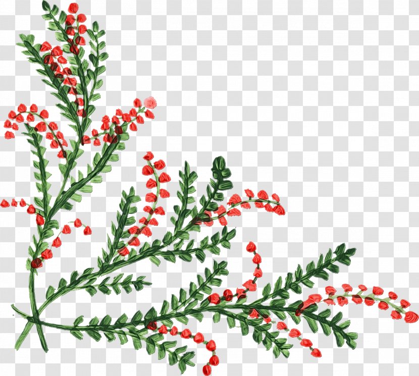 Background Family Day - Conifer - Holly Pine Transparent PNG
