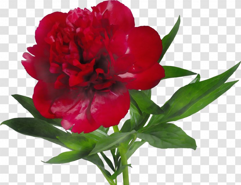 Flower Flowering Plant Red Petal - Wet Ink - Wild Peony Chinese Transparent PNG