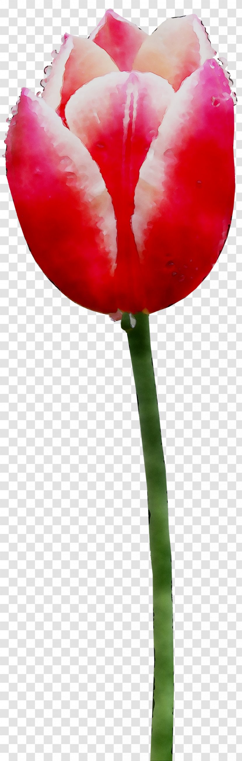 Tulip Plant Stem Cut Flowers Petal - Poppy Family Transparent PNG