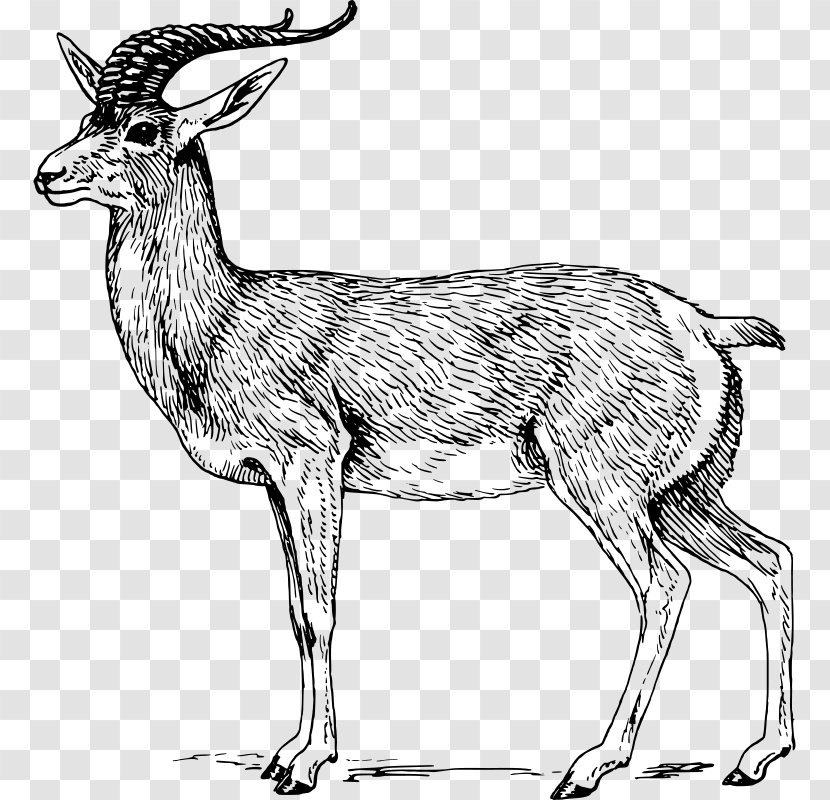 Antelope Pronghorn Gemsbok Goa Clip Art - Neck Transparent PNG