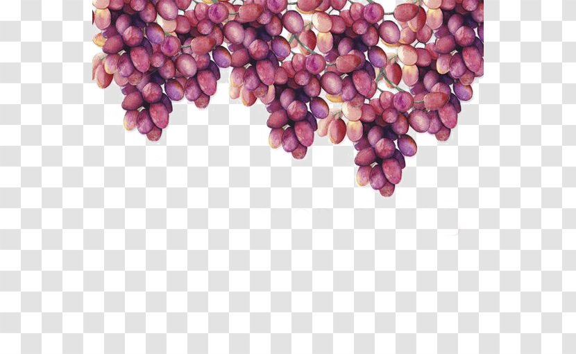 Grape Watercolor Painting Drawing - Magenta - Grapes Transparent PNG