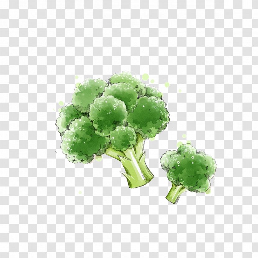Broccoli Vegetable - Leaf - Hand-painted Transparent PNG