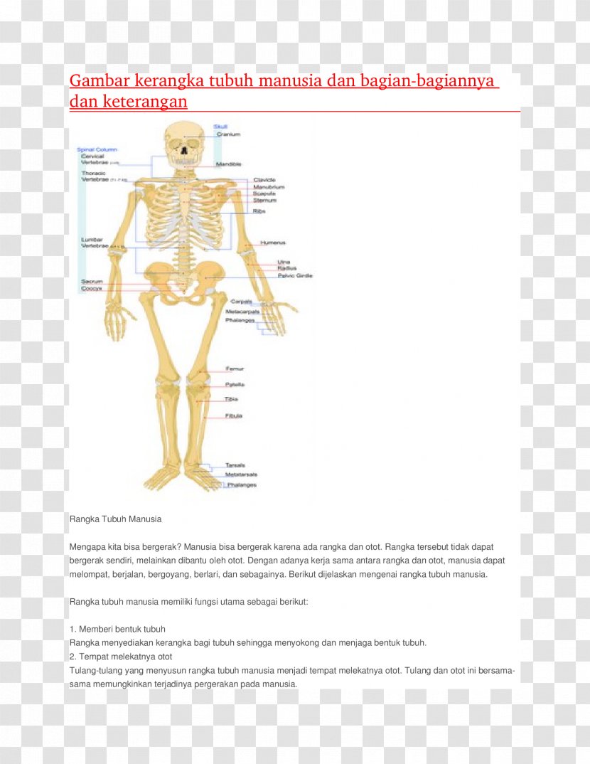 Human Musculoskeletal System Homo Sapiens Skeleton Body Muscular - Watercolor Transparent PNG