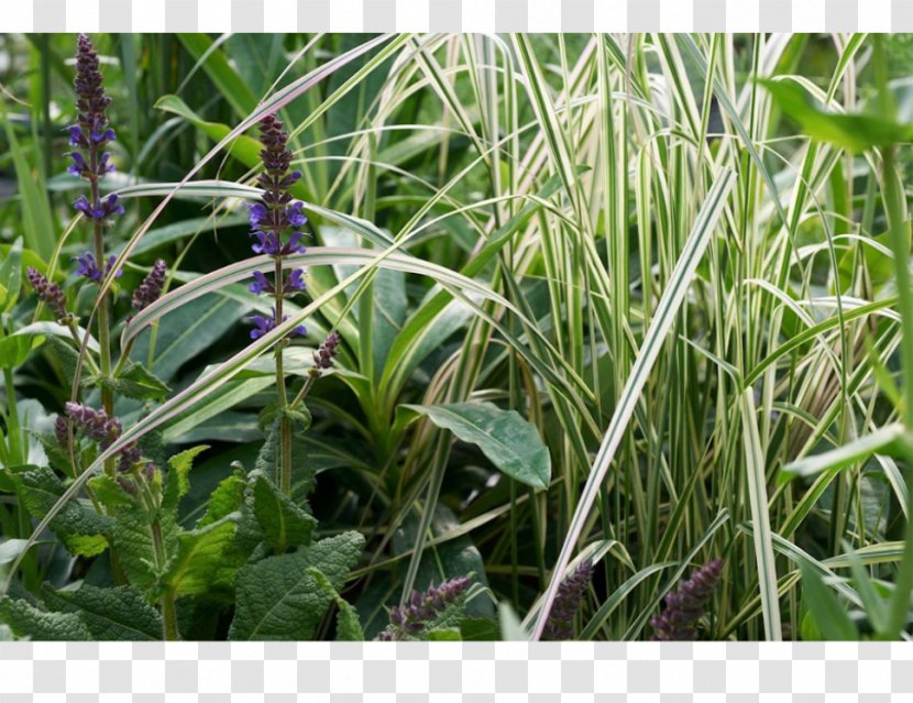 Plant Community Grasses Herb - Ulmus Minor Transparent PNG