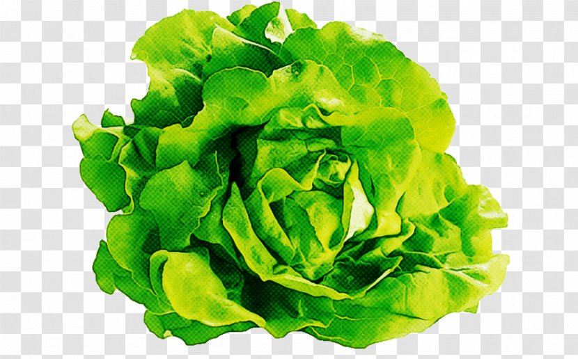 Green Leaf Background - Red Lettuce - Vegetable Iceburg Transparent PNG