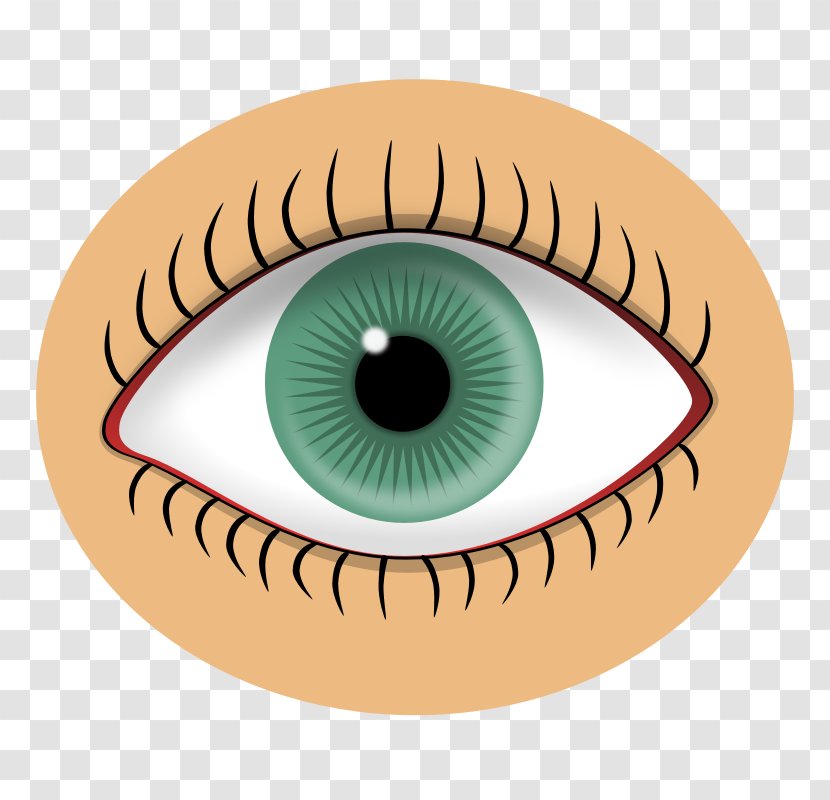 Eye Color Visual Perception Clip Art - Heart Transparent PNG