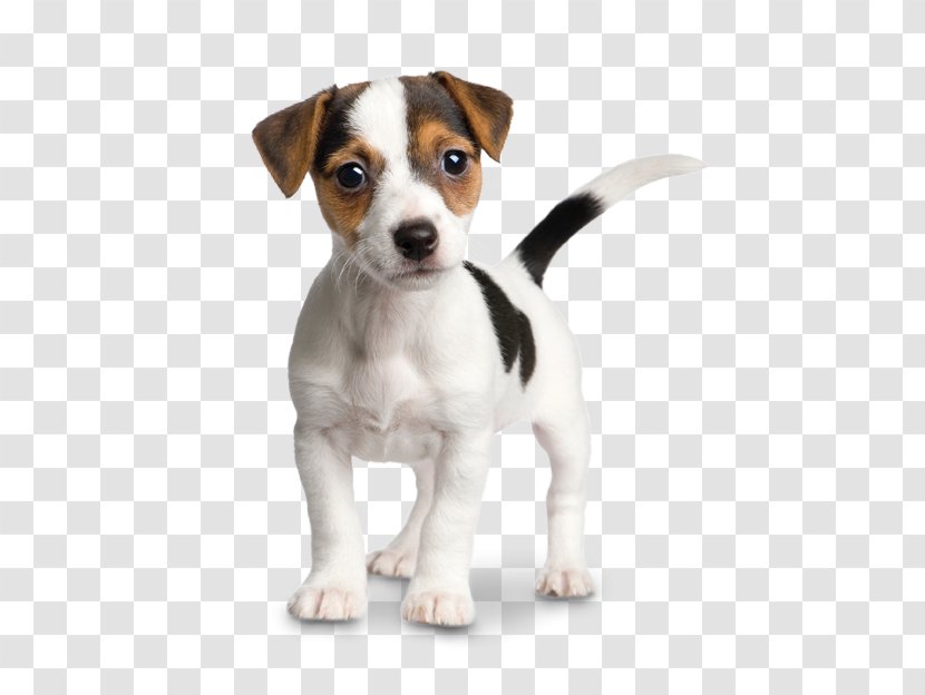 Jack Russell Terrier Parson Puppy Chihuahua Transparent PNG
