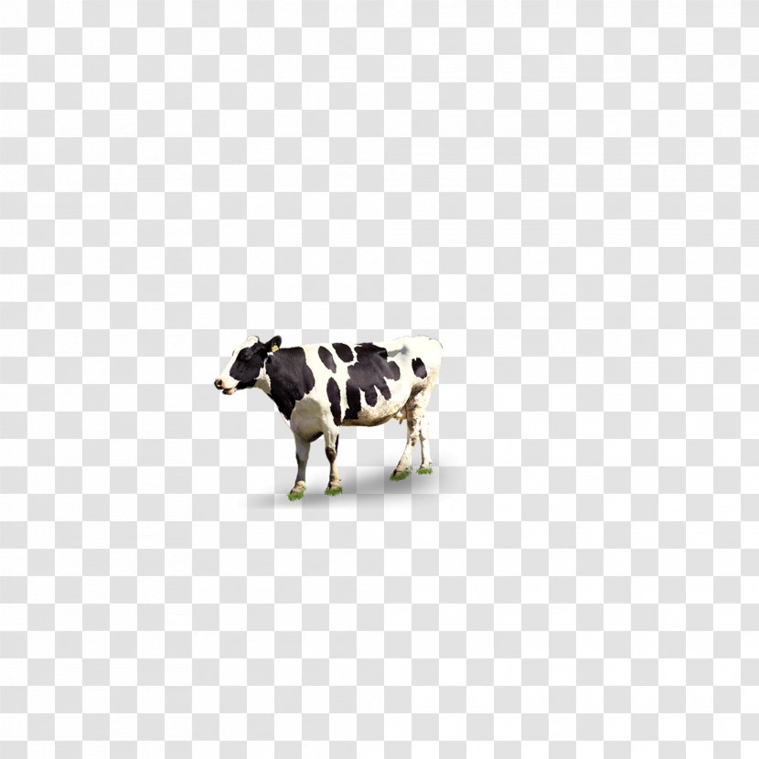 Cattle Pattern - Like Mammal - Dairy Cow Transparent PNG