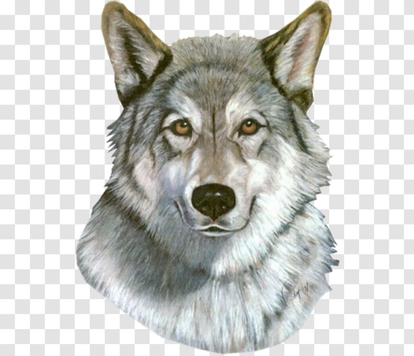 Saarloos Wolfdog Tamaskan Dog Utonagan Coyote Alaskan Tundra Wolf - Canis Transparent PNG