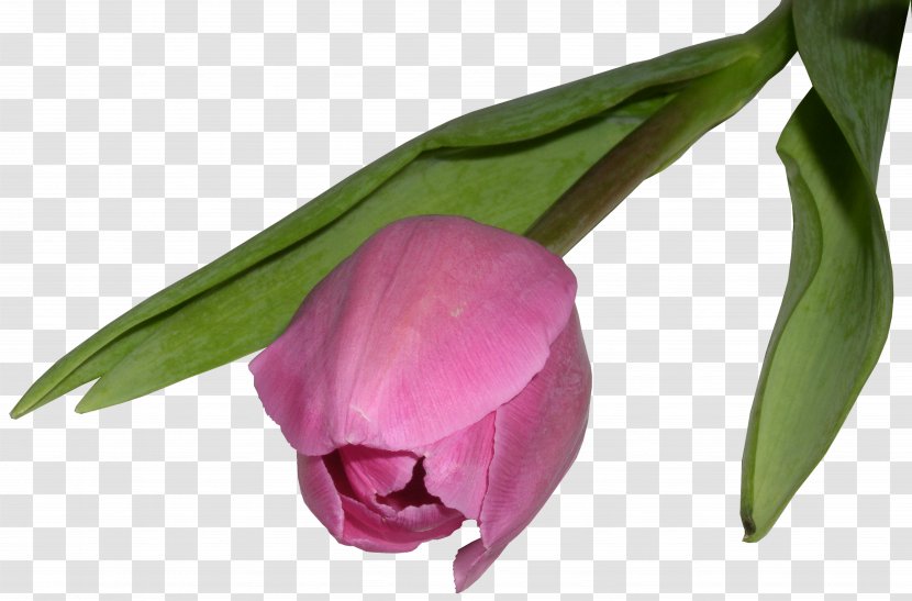 Tulip Flower - Pink - Plant Transparent PNG
