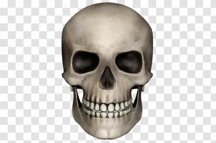 Human Skull Drawing - Temple Jaw Transparent PNG