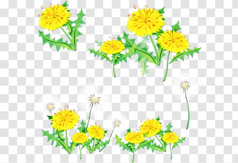 Flower Yellow Chamomile Mayweed Plant - Camomile Flowering Transparent PNG