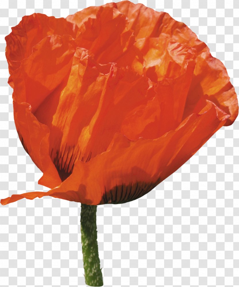 Common Poppy Flower Transparent PNG