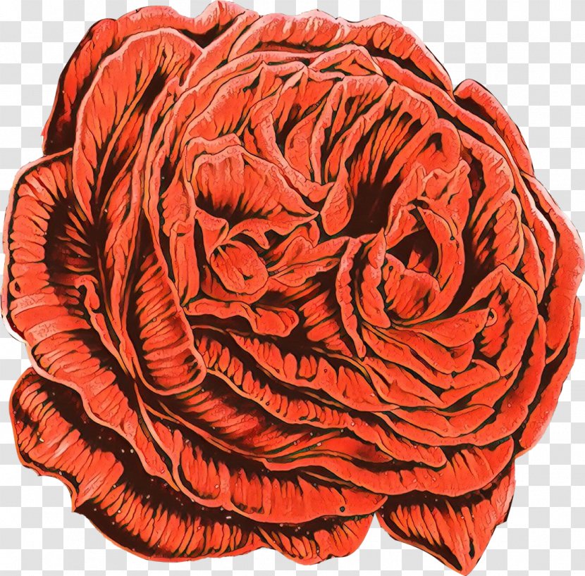 Garden Roses - Rose Family Transparent PNG