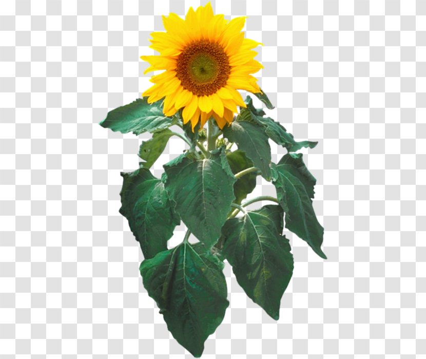 Common Sunflower Seed Clip Art - Flowering Plant - Oil Transparent PNG