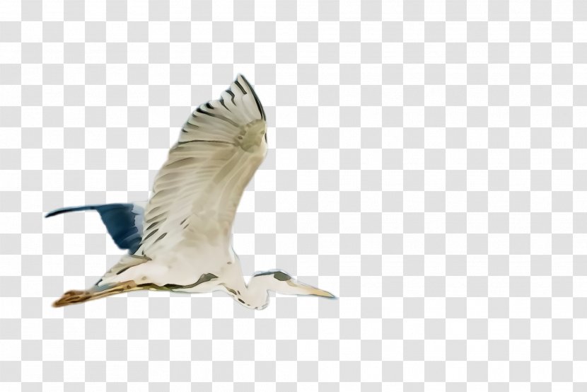 Feather - Wing - Gull European Herring Transparent PNG