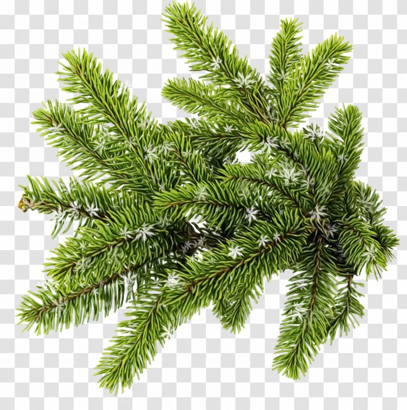 Shortleaf Black Spruce Columbian Balsam Fir White Pine Tree - Jack - Canadian Oregon Transparent PNG
