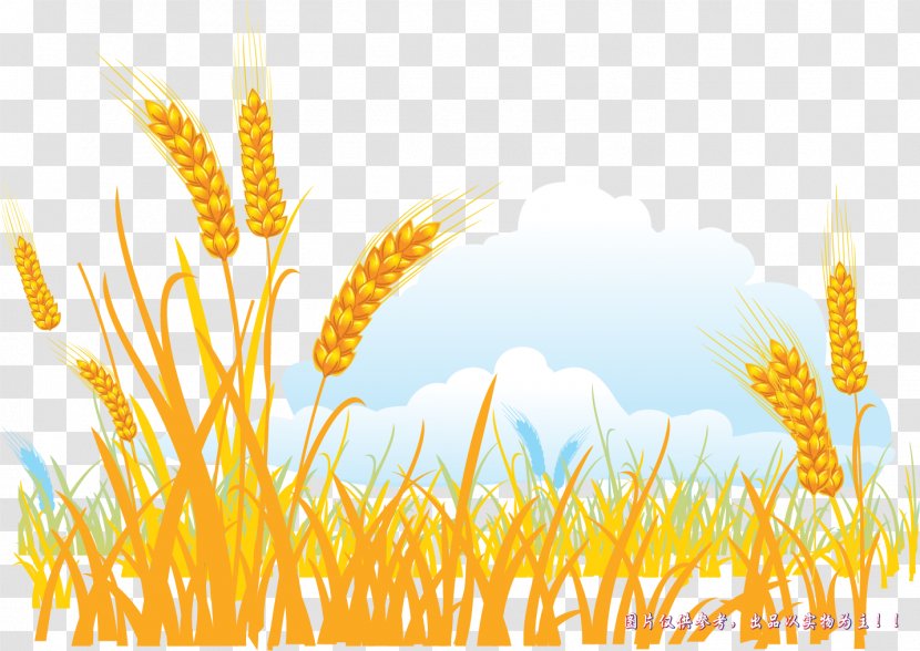 Gold Cartoon - Food Grain - Vector Painted Golden Wheat Transparent PNG