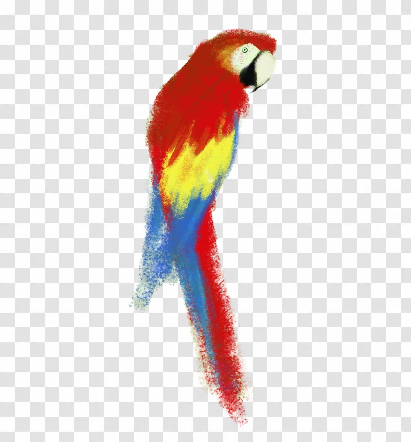 Parrot Budgerigar Lovebird Macaw - Animation - Pirate Transparent PNG