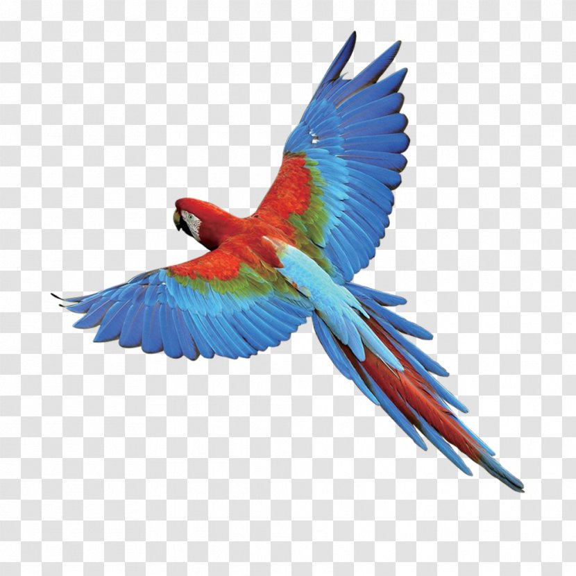 Bird Paper Flyer - Parrot Transparent PNG