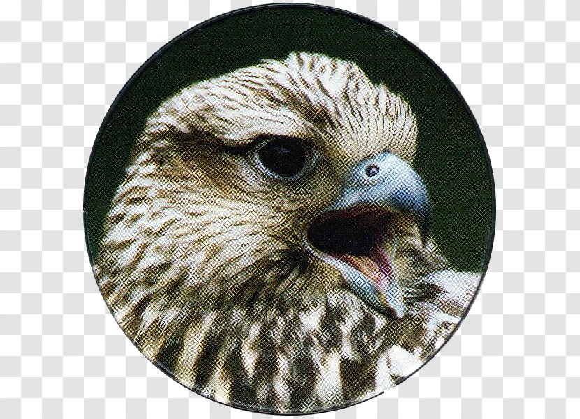 Hawk Bird Of Prey Saker Falcon - Mania Transparent PNG