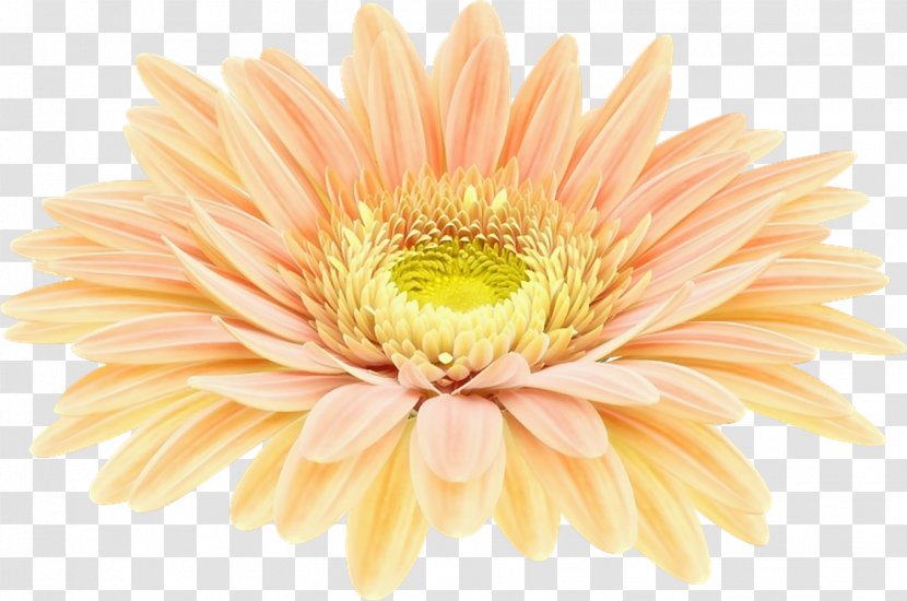 Transvaal Daisy Internationale Katzenausstellung Supreme Heimtiermesse Munich Chrysanthemum LiveInternet - Chrysanths Transparent PNG