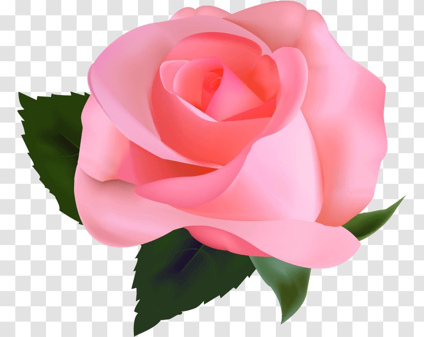 Rose Photography Clip Art - Frame Transparent PNG