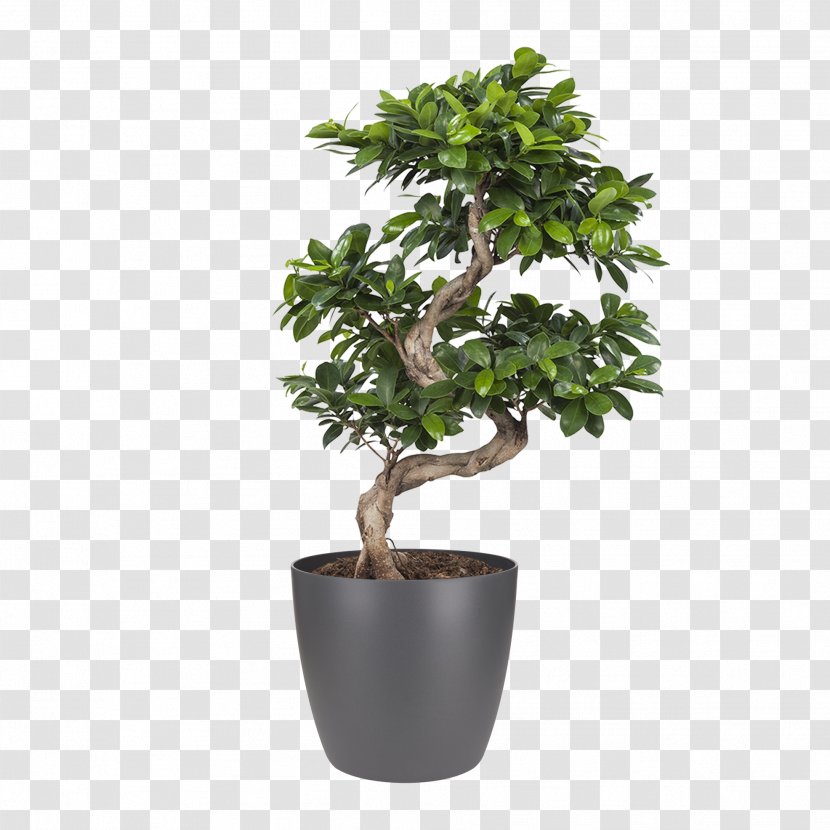 Trees Cartoon - Shrub - Trunk Transparent PNG