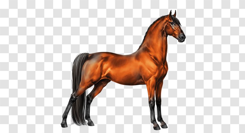 Stallion Mustang Tennessee Walking Horse Thoroughbred Appaloosa - Tack Transparent PNG