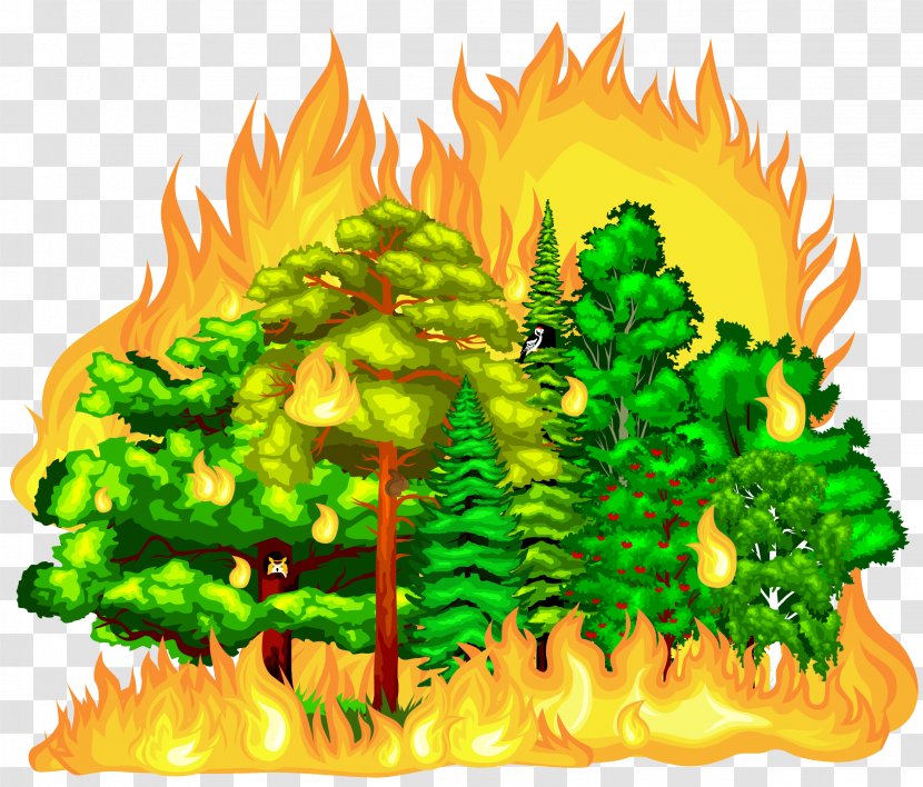 Forest Fire - Wildfire Transparent PNG